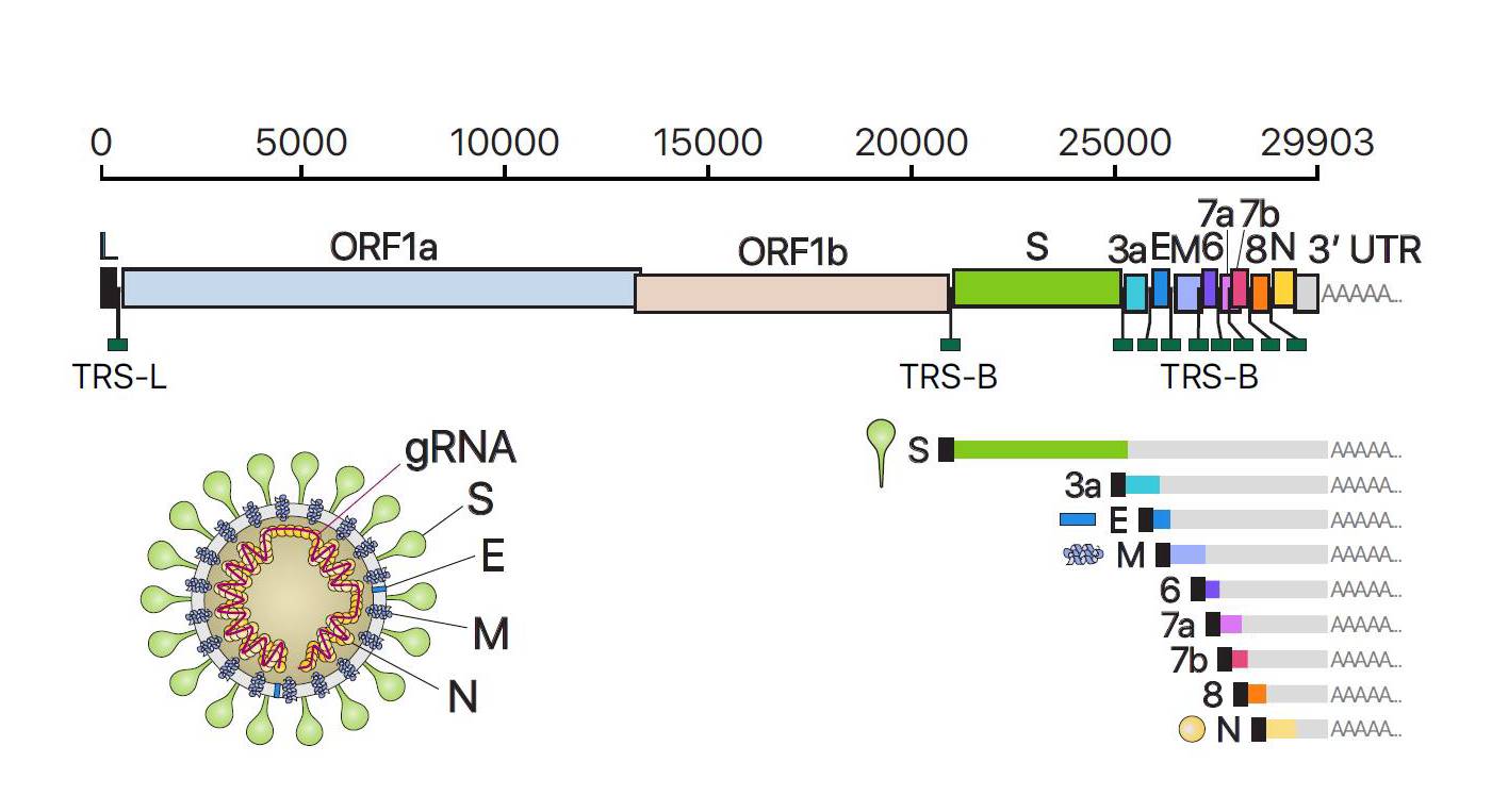 Schematic Representation of SARS-CoV-2 Genome